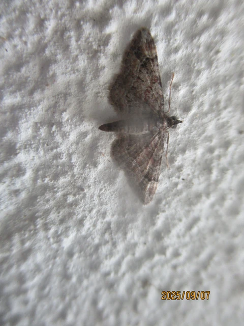 Gymnoscelis rufifasciata - vöröscsíkos törpearaszoló
