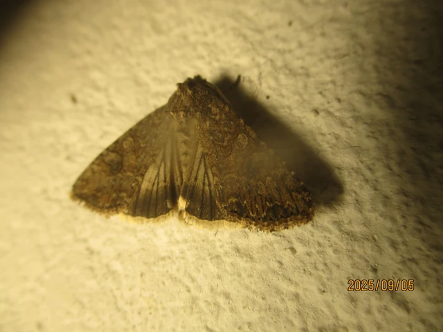 Hadula trifolii - lóherebagoly