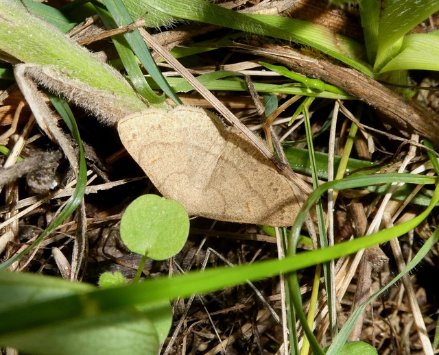 Paracolax tristalis - sárgás karcsúbagoly