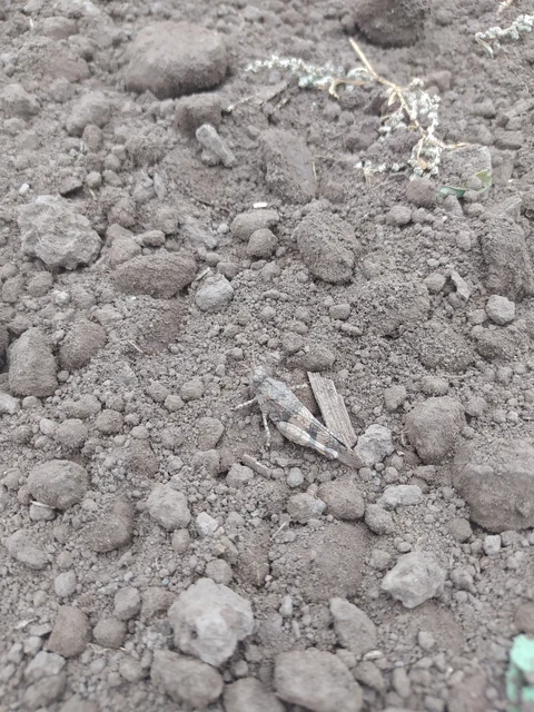Oedipoda caerulescens - kékszárnyú sáska