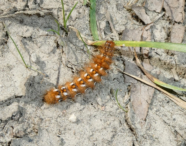 Acronicta rumicis - sóska-szigonyosbagoly Acronicta rumicis - sóska-szigonyosbagoly