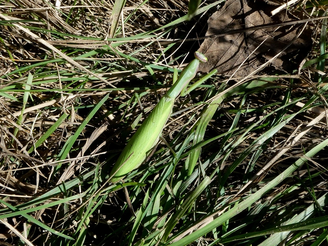 Mantis religiosa - imádkozósáska