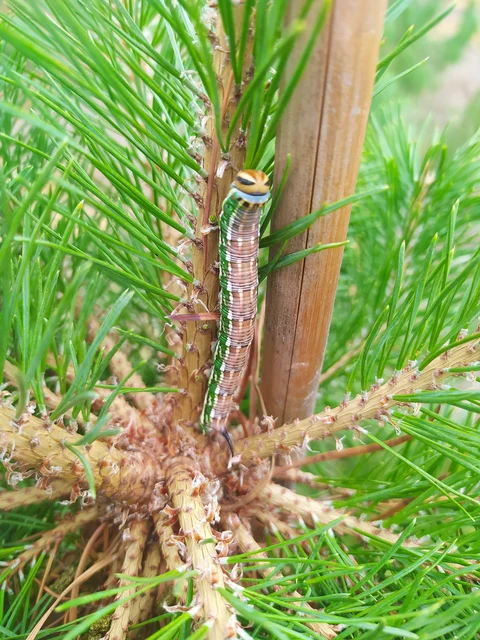 Hyloicus pinastri - fenyőszender