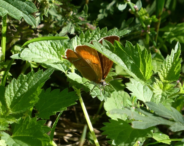 Thecla betulae - nyírfalepke