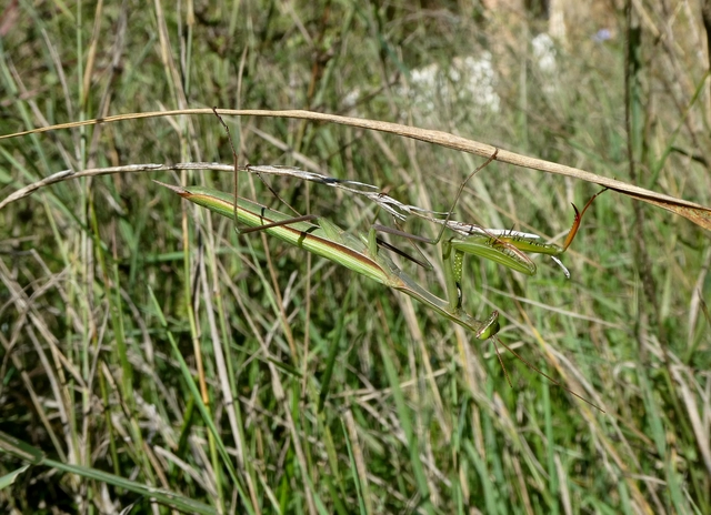 Mantis religiosa - imádkozósáska