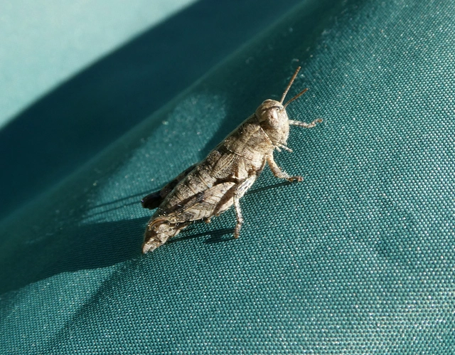 Pezotettix giornae - kis hegyisáska