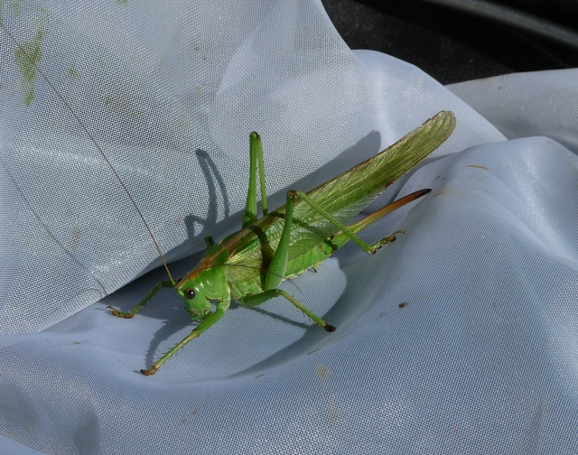 Tettigonia viridissima - zöld lombszöcske