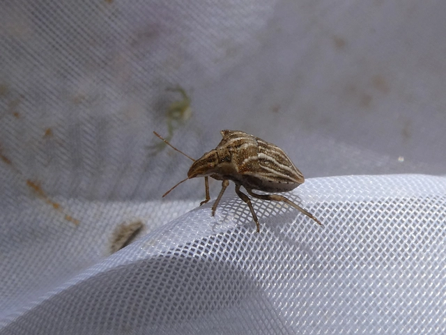Ancyrosoma leucogrammes - vállas poloska Ancyrosoma leucogrammes - vállas poloska