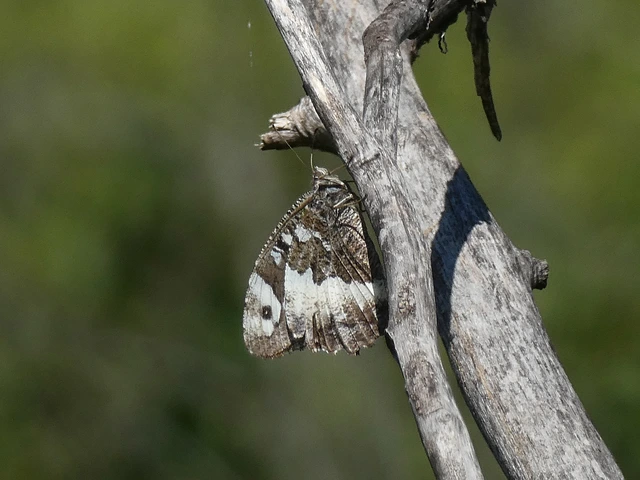 Brintesia circe - fehéröves szemeslepke