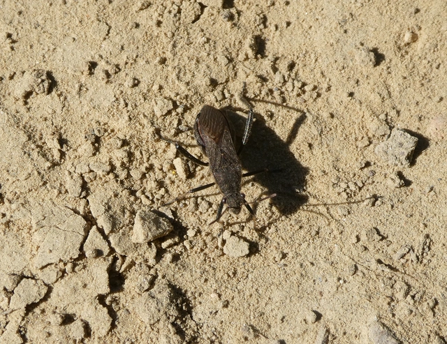 Alydus calcaratus - szőrös tövispoloska