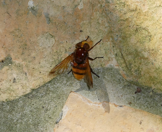 Volucella zonaria - kétöves pihelégy Volucella zonaria - kétöves pihelégy