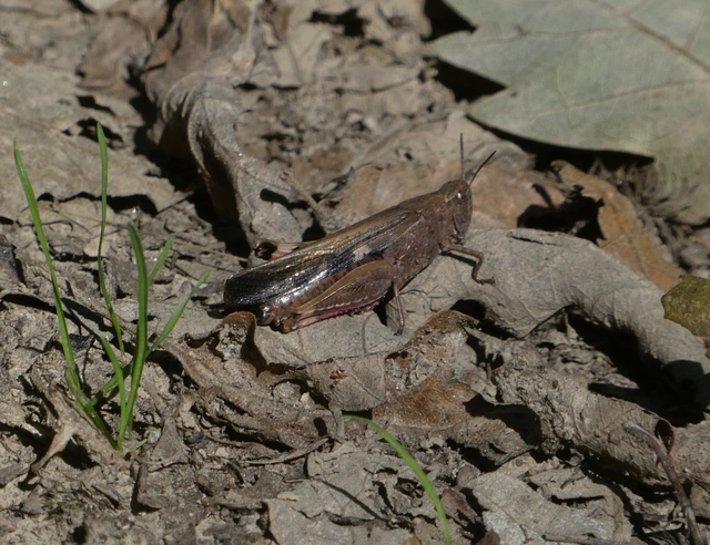 Aiolopus strepens - déli áttelelősáska