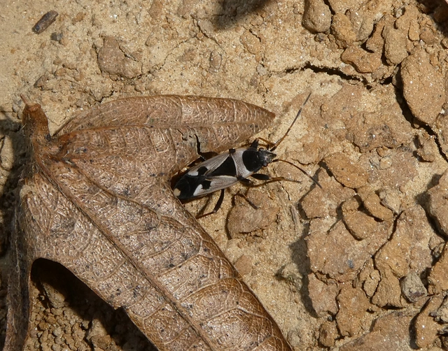 Raglius confusus