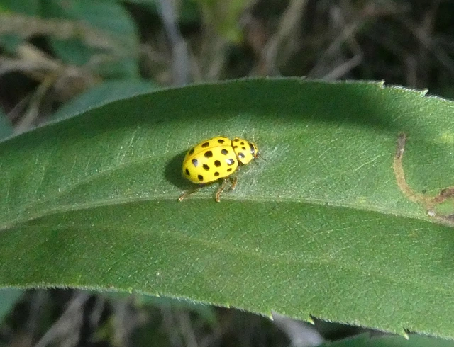 Psyllobora vigintiduopunctata - huszonkétpettyes katica