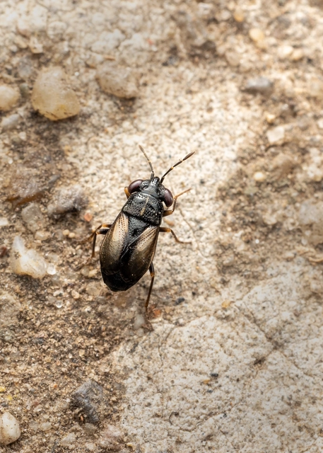 Geocoris Geocoris