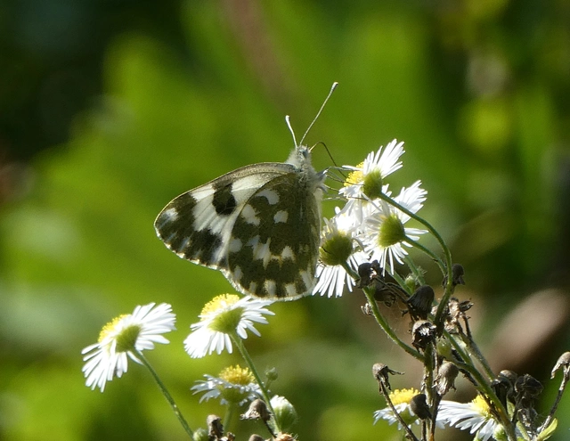 Pontia edusa - rezedalepke