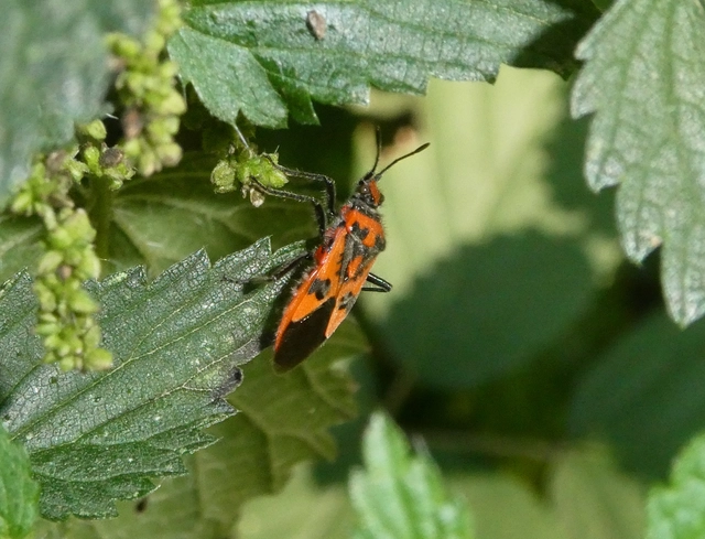 Corizus hyoscyami - piros karimáspoloska
