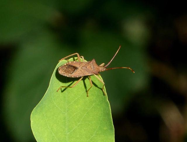 Gonocerus acuteangulatus - aranypetés karimáspoloska