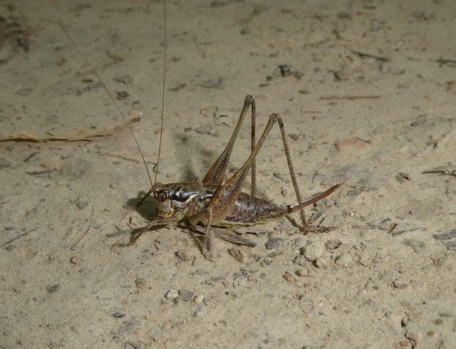 Pachytrachis gracilis - karcsú szöcske