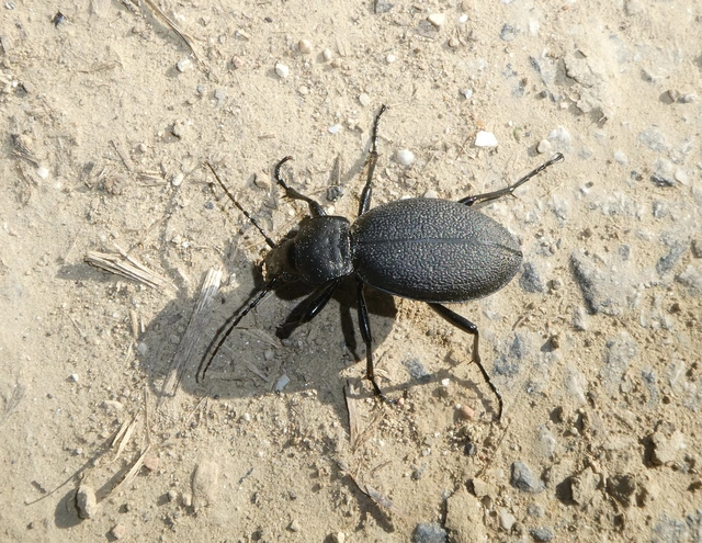 Carabus coriaceus - bőrfutrinka Carabus coriaceus - bőrfutrinka