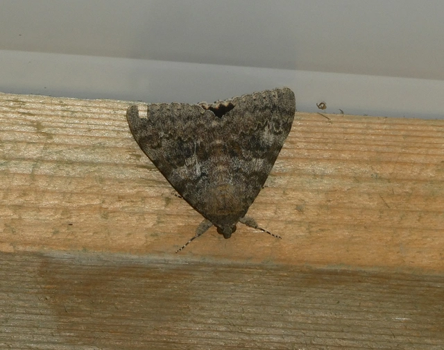 Catocala elocata - közönséges övesbagoly