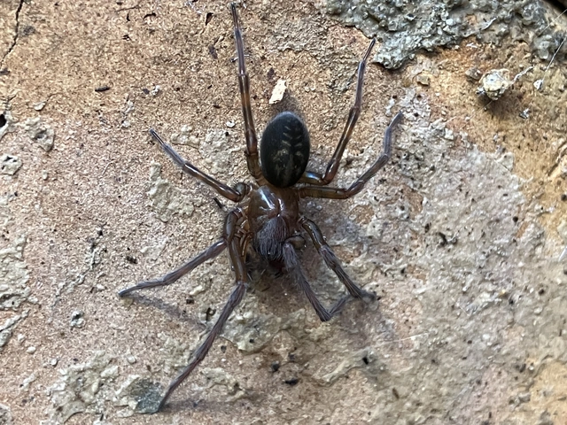 Amaurobius ferox - nagy eretnekpók
