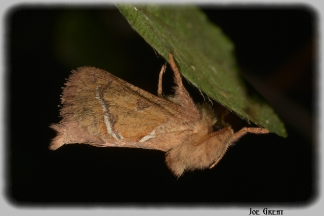 Triodia sylvina - kis gyökérrágólepke