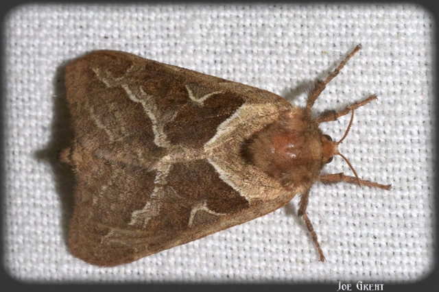 Triodia sylvina - kis gyökérrágólepke