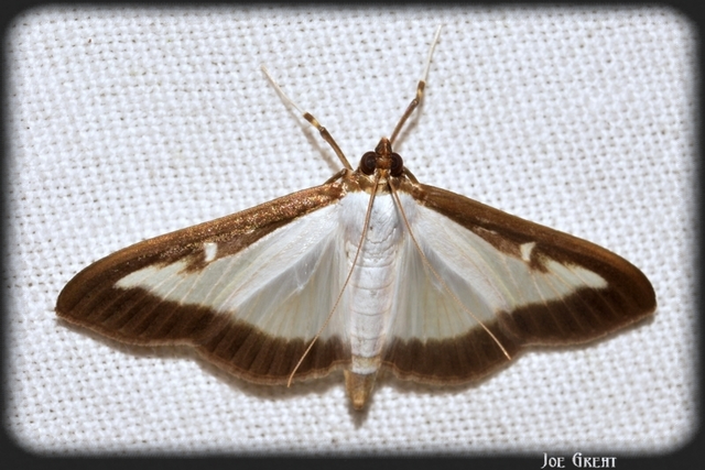Cydalima perspectalis - puszpáng-tűzmoly