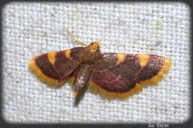 Hypsopygia costalis - szénailonca
