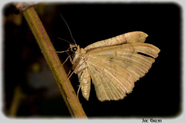 Camptogramma bilineata - kétvonalas sávosaraszoló