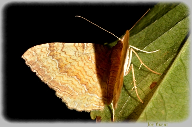 Camptogramma bilineata - kétvonalas sávosaraszoló