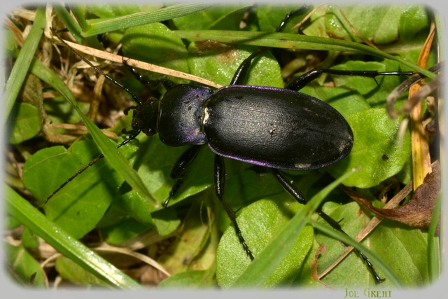 Carabus violaceus - kékfutrinka Carabus violaceus - kékfutrinka