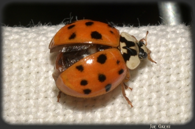 Harmonia axyridis - harlekinkatica