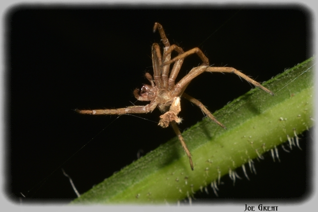 Pisaura mirabilis - csodáspók