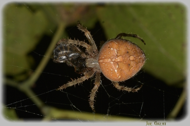 Araneus diadematus - koronás keresztespók