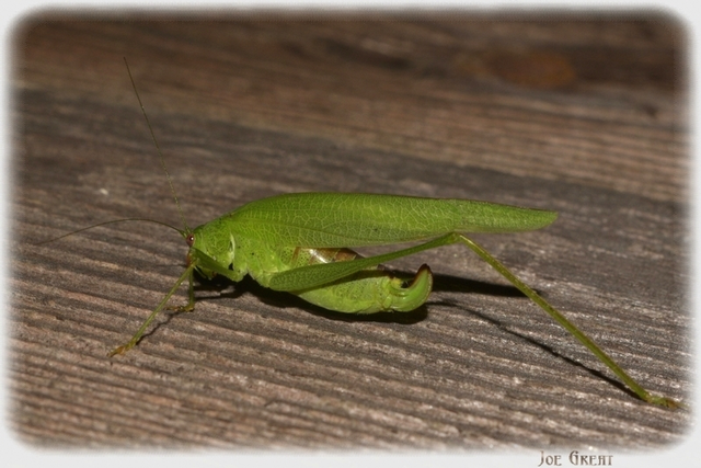 Phaneroptera nana - pontozott repülőszöcske