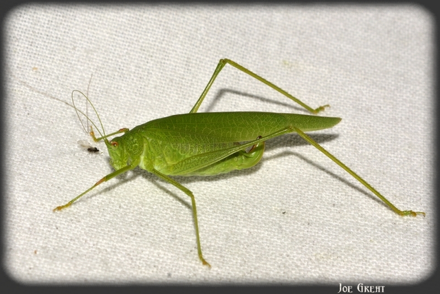 Phaneroptera nana - pontozott repülőszöcske