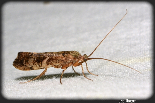 Trichoptera - Tegzesek