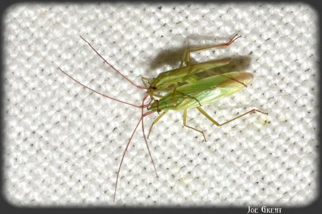 Trigonotylus