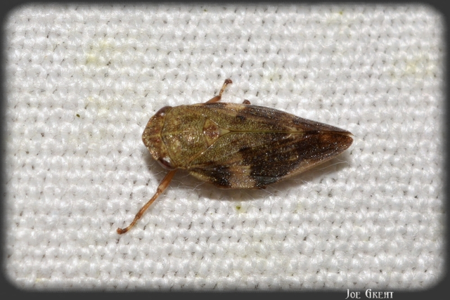 Aphrophora alni