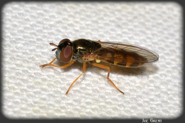 Diptera - Kétszárnyúak