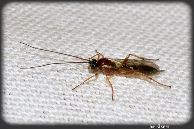 Hymenoptera - Hártyásszárnyúak
