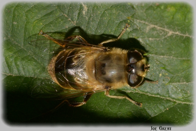 Eristalis