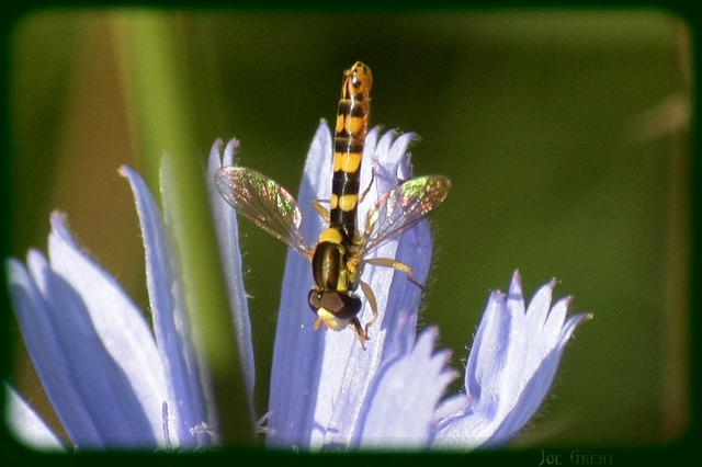 Diptera - Kétszárnyúak