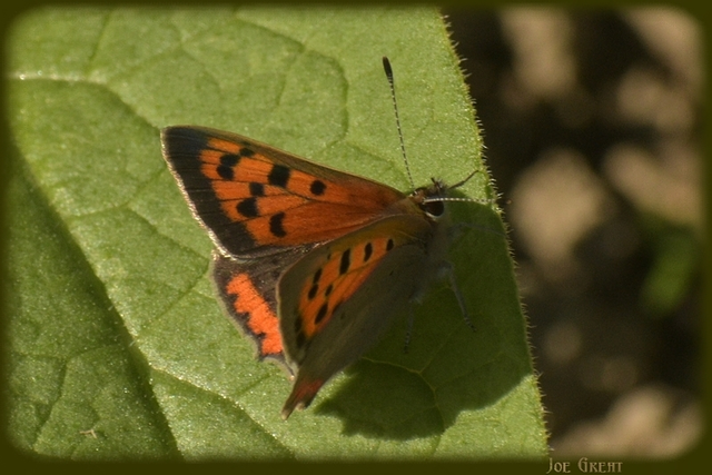 Lycaena phlaeas - közönséges tűzlepke