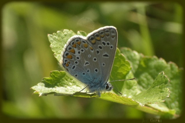 Polyommatus icarus - közönséges boglárka