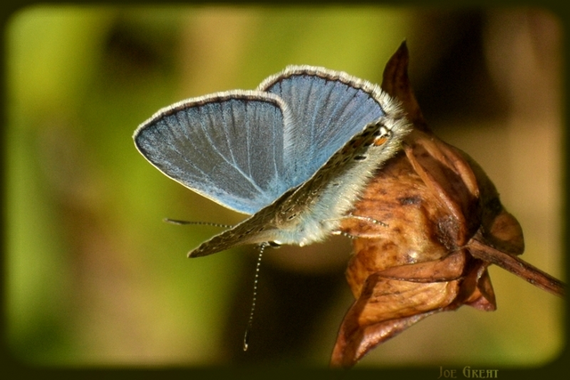 Polyommatus icarus - közönséges boglárka
