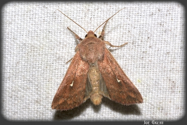 Mythimna albipuncta - fehérpettyes rétibagoly