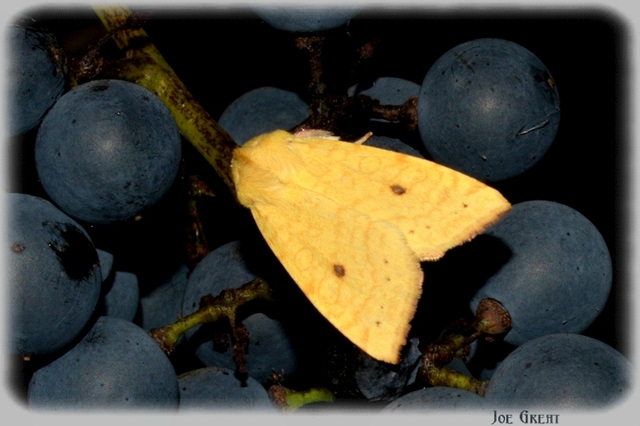 Cirrhia icteritia - nyárfa-sárgabagoly